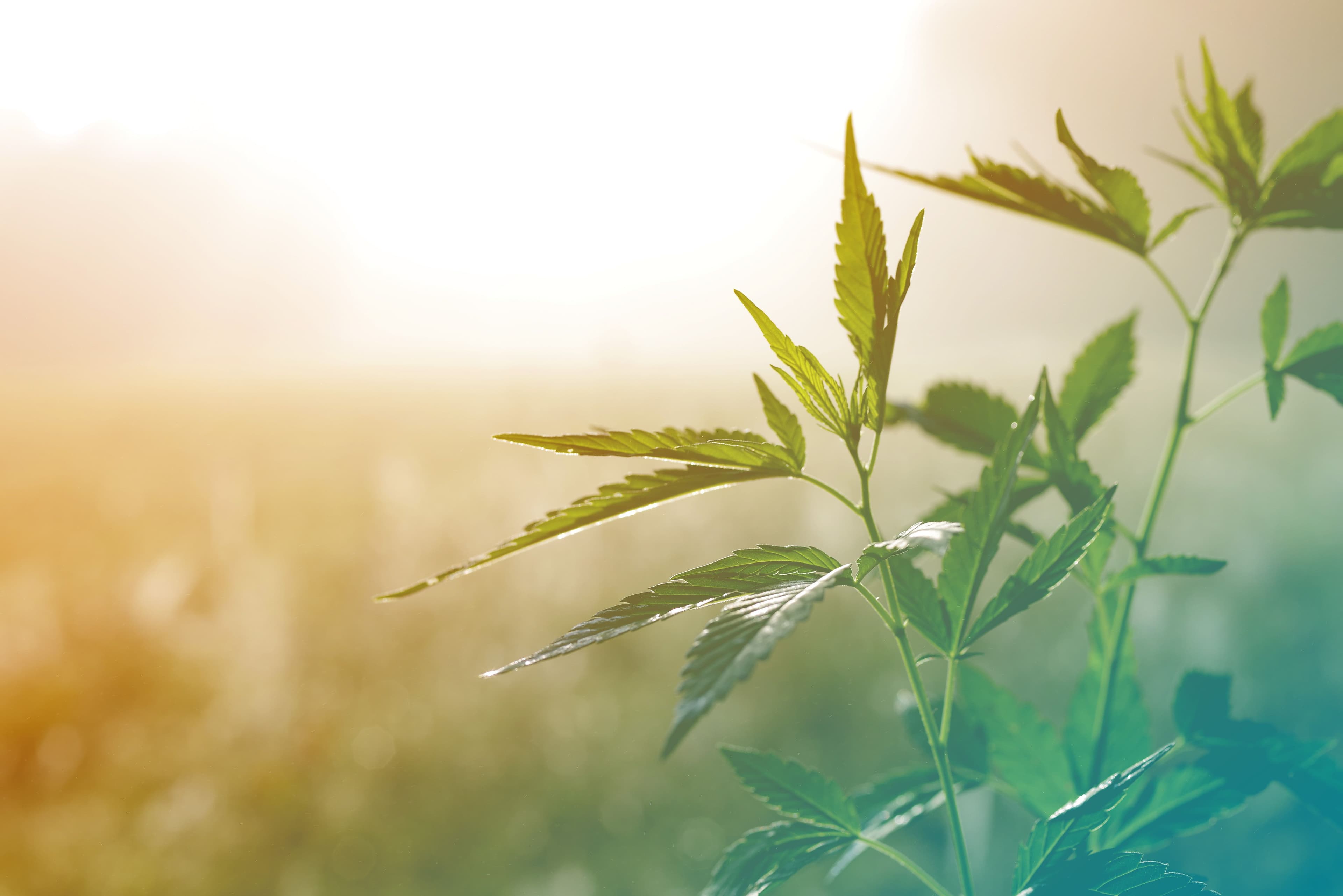 Hemp plant on a meadow in morning light, in a fog haze. Cannabis leaf | Image Credit: © isavira - adobe.stock.com