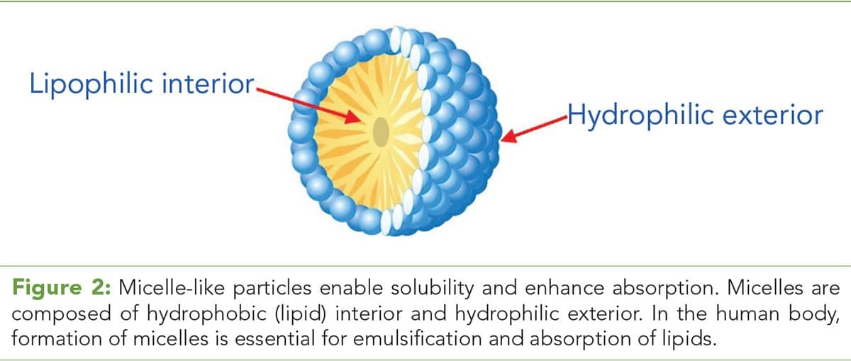 Figure 2: Micelle-like particles enable solubility and enhance absorption. 