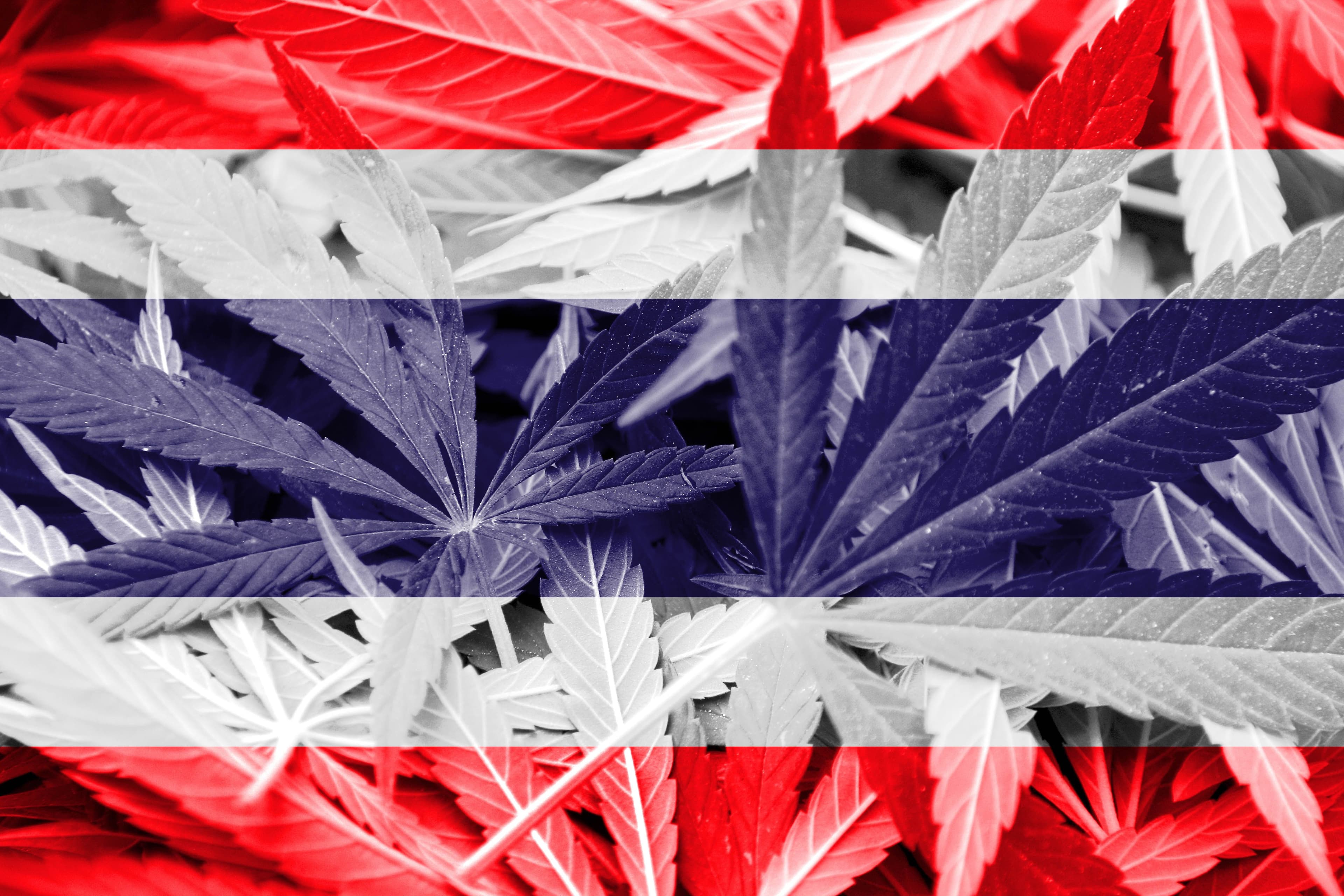 Amid Ongoing Regulatory Discussions, Cannabis in Thailand Will Not Be Re-Criminalized