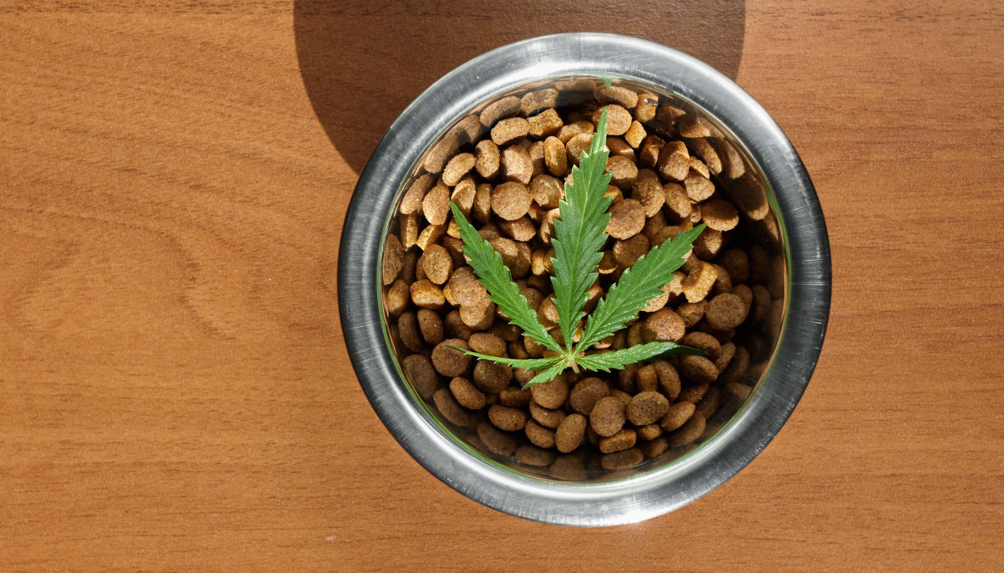 The Pet Owner’s Roadmap to Responsible CBD Use