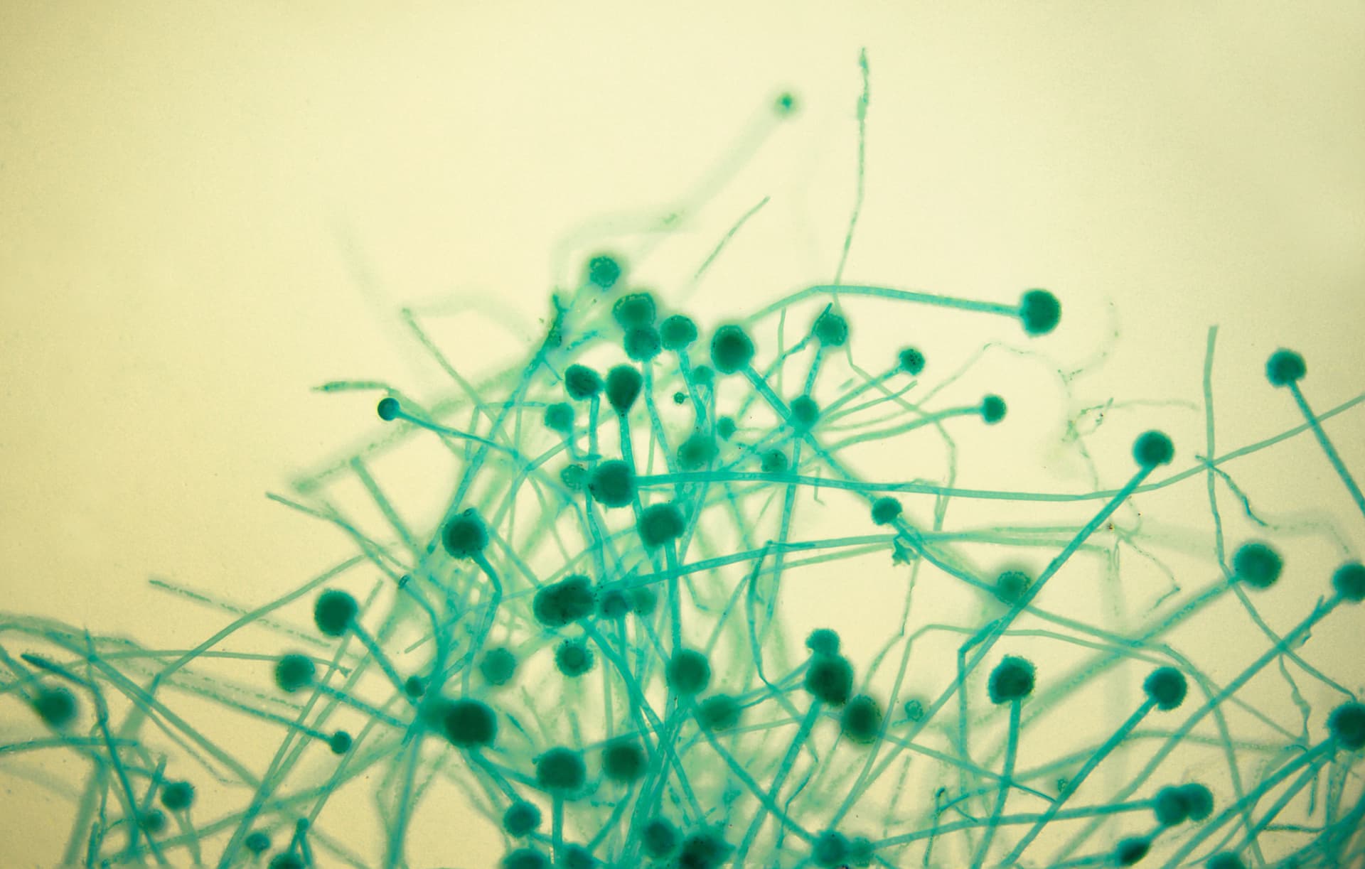 Aspergillus | adobe.stock/barbol