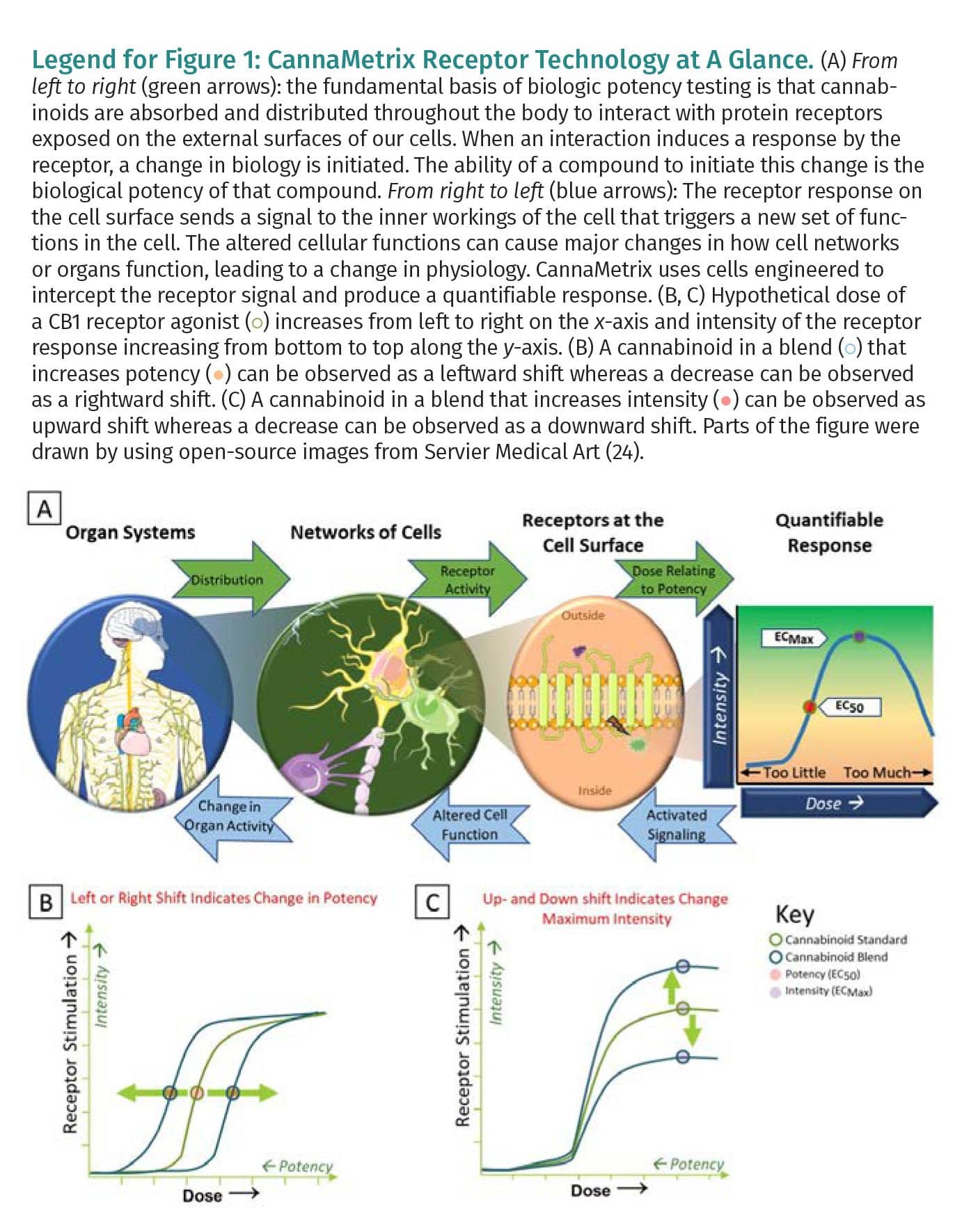 CannaMetrix Receptor Technology at a Glance