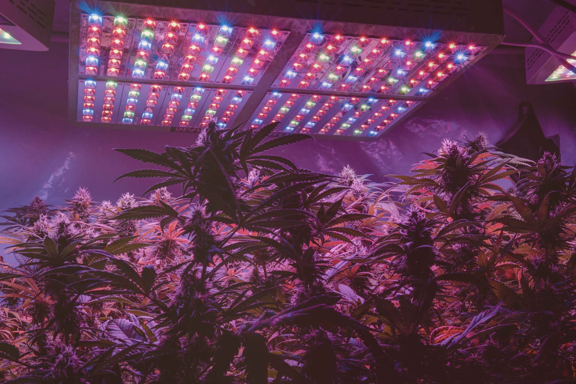 Cannabis grow lights | Image | adobe.stock/contentdealer