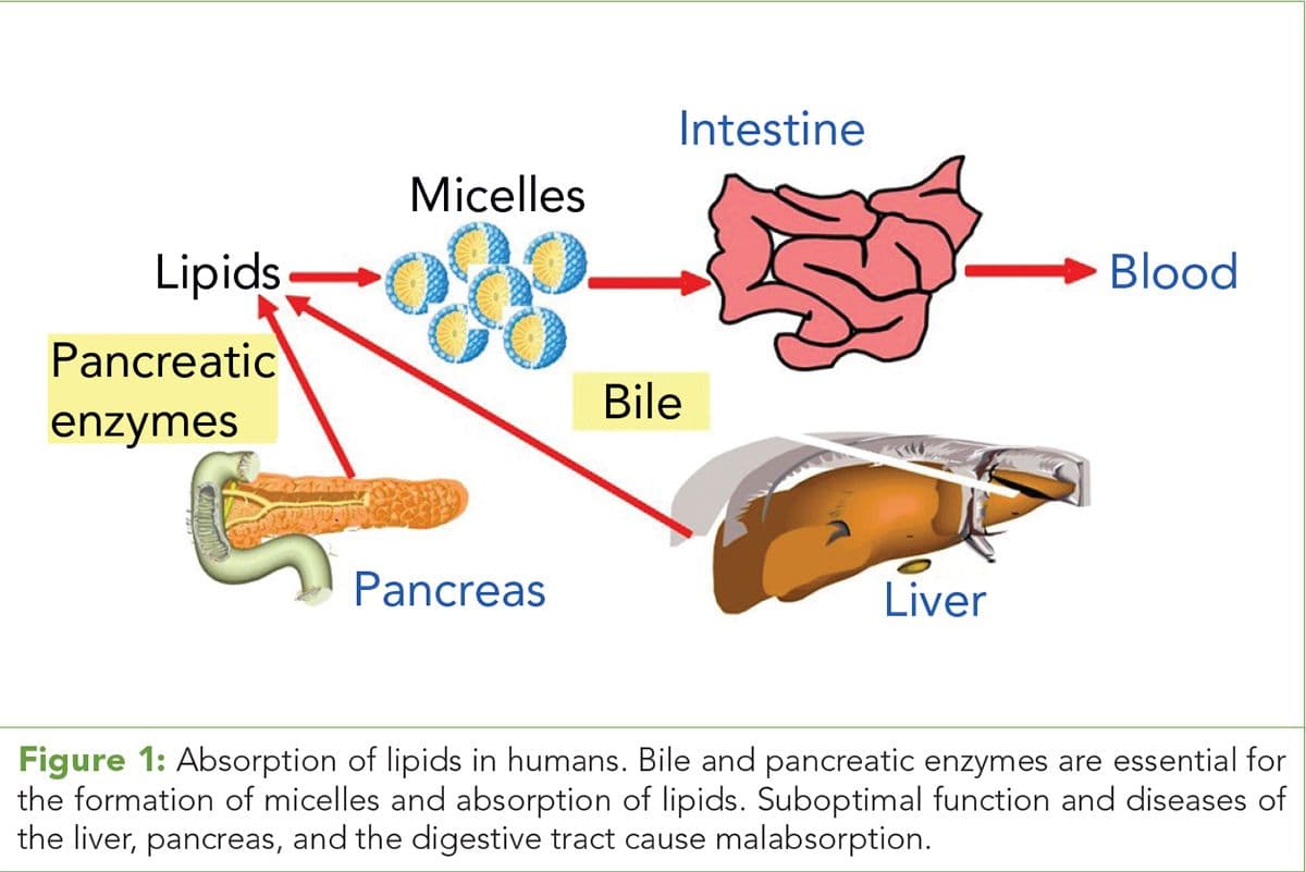 Figure 1: Absorption of lipids in humans. 