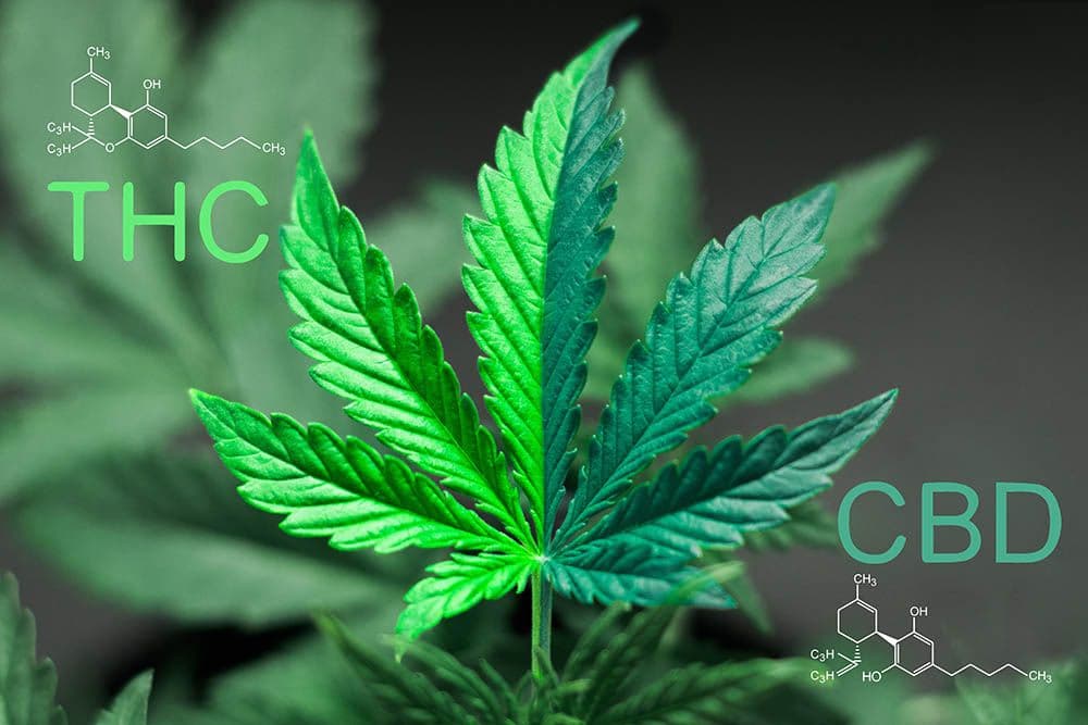 CBD vs. THC: Exploring the Differences and Potential Benefits