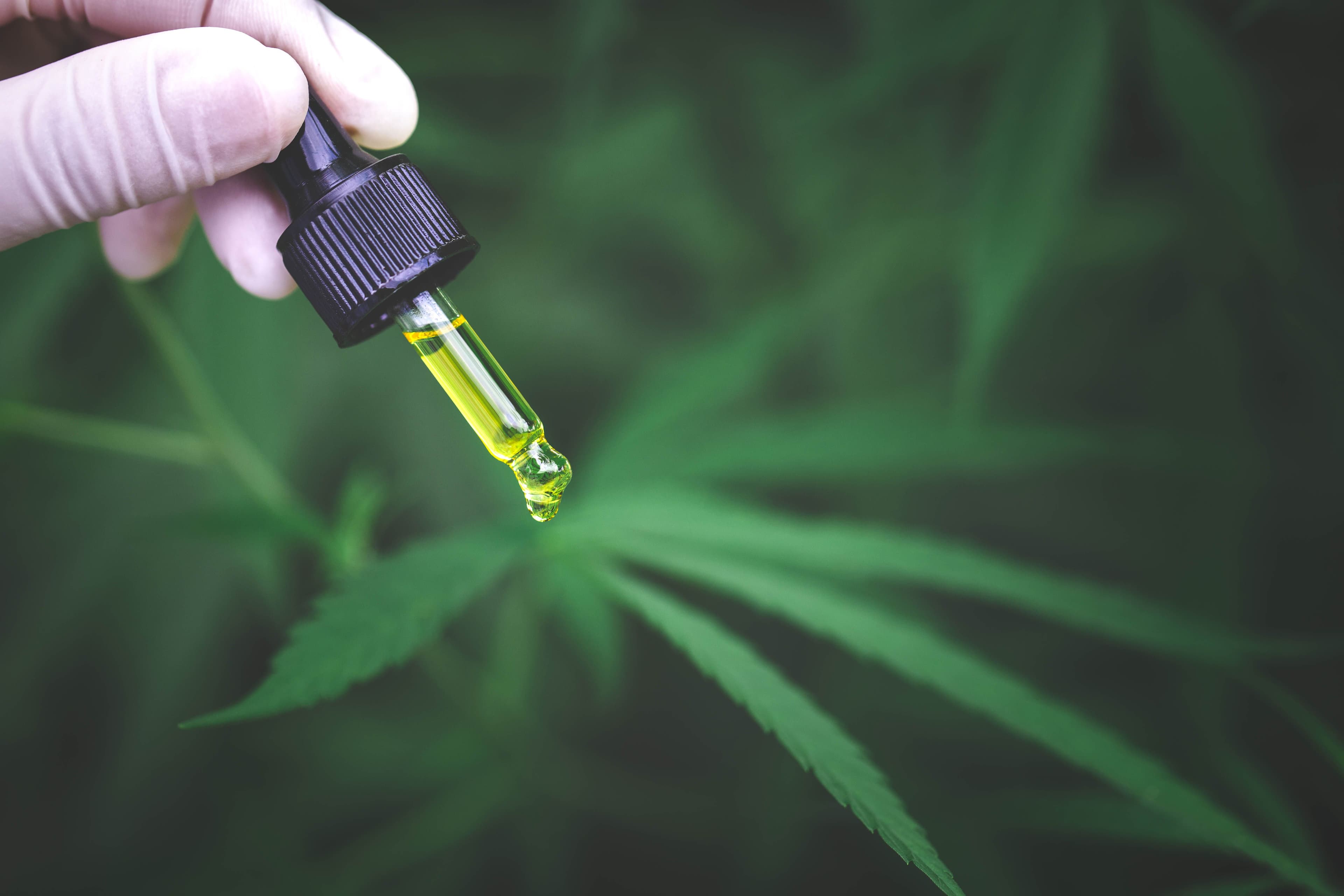 doctor is researching hemp oil. Cannabis Herb Research, Medical marijuana, CBD hemp oil research | Image Credit: © Tinnakorn.