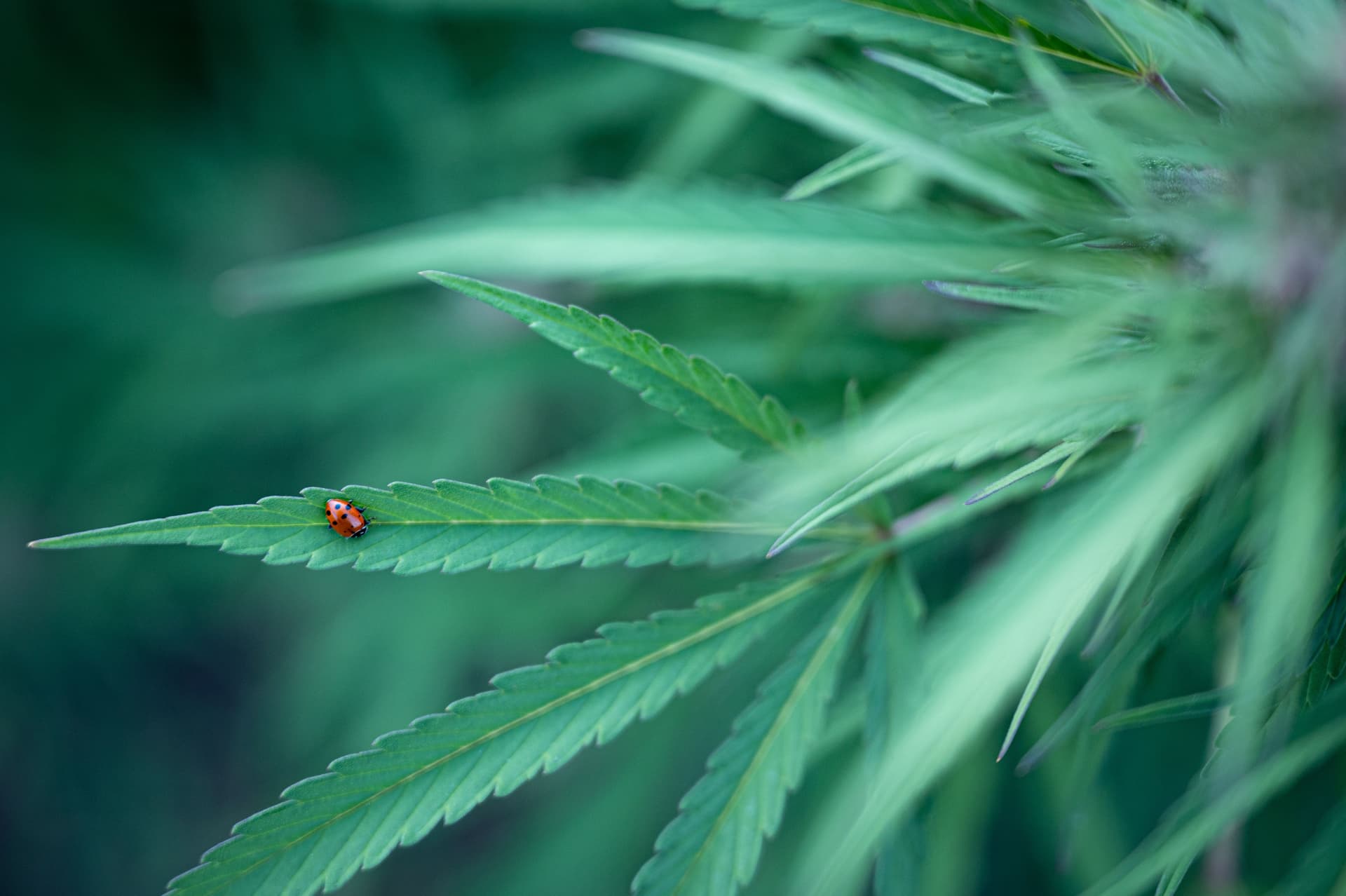 Ladybug on a cannabis leaf, hemp plant | Image Credit: DGC / adobe.stock.com